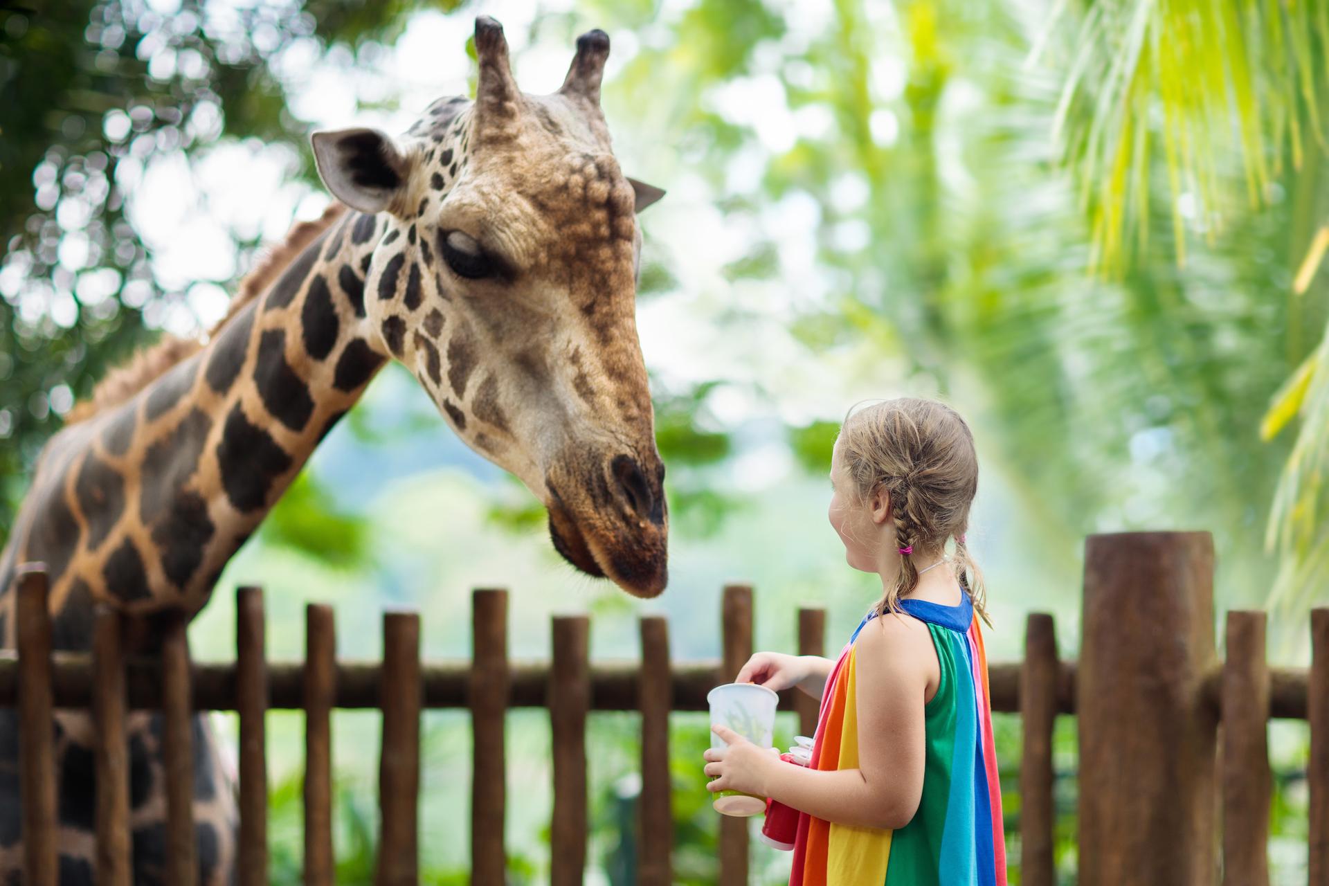 Singapore Zoo